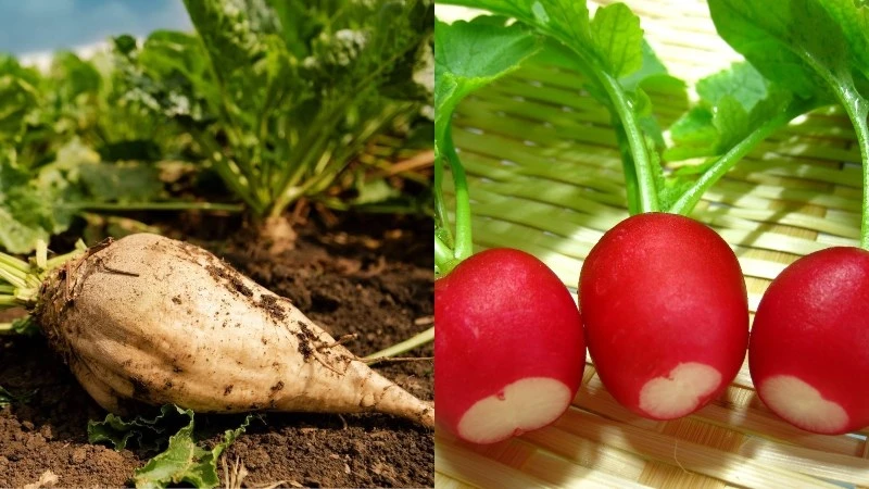 Củ cải đường (sugar beet) là gì? Cách phân biệt với củ cải trắng, củ dền