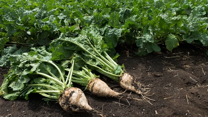 Củ cải đường (sugar beet) là gì? Cách phân biệt với củ cải trắng, củ dền