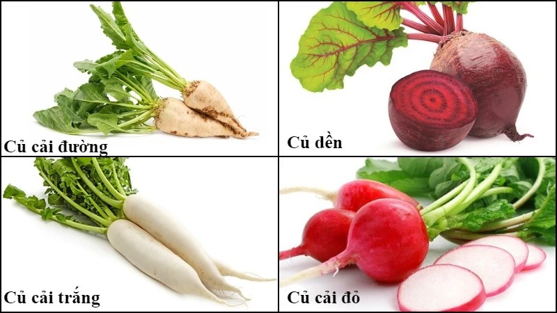 Củ cải đường (sugar beet) là gì? Cách phân biệt với củ cải trắng, củ dền