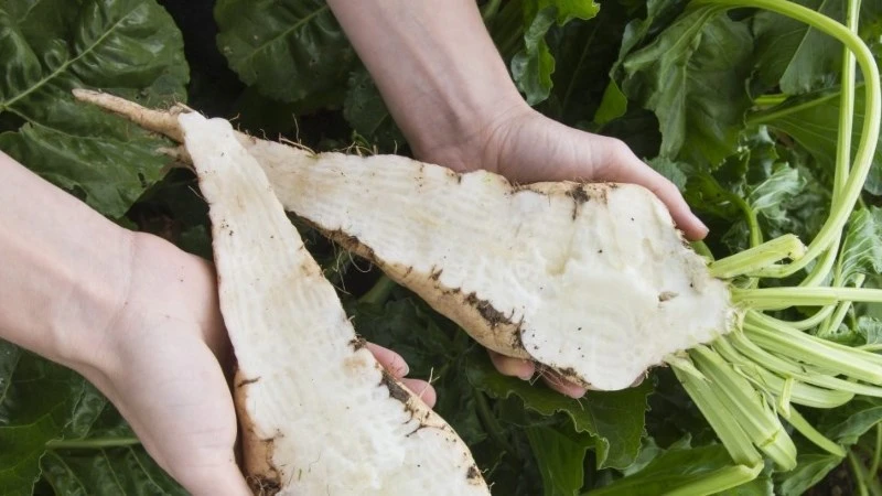 Củ cải đường (sugar beet) là gì? Cách phân biệt với củ cải trắng, củ dền