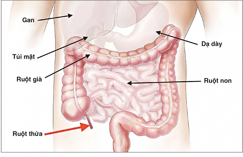 Đau bụng dưới ở nam giới - những vấn đề cần lưu tâm